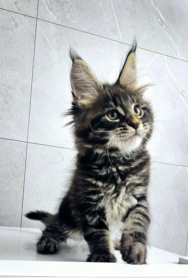 Koks Maine Coon male, black tabby