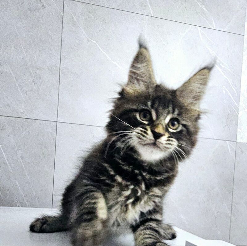 Koks Maine Coon male, black tabby