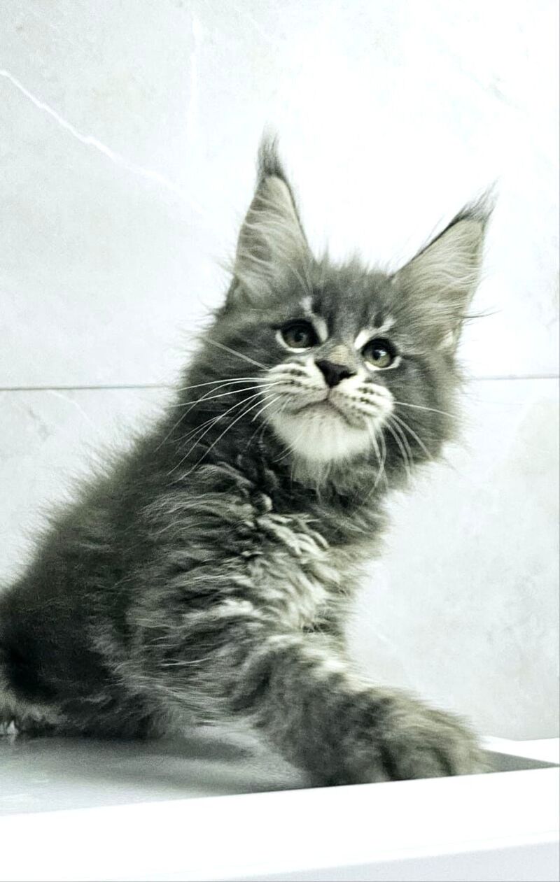 Kasper Maine Coon male, blue tabby