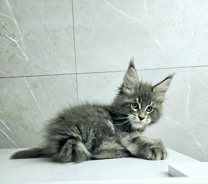 Kasper Maine Coon male, blue tabby