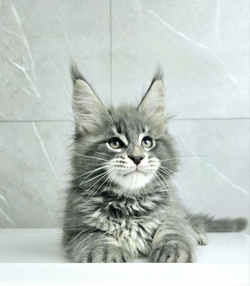 Kasper Maine Coon male, blue tabby
