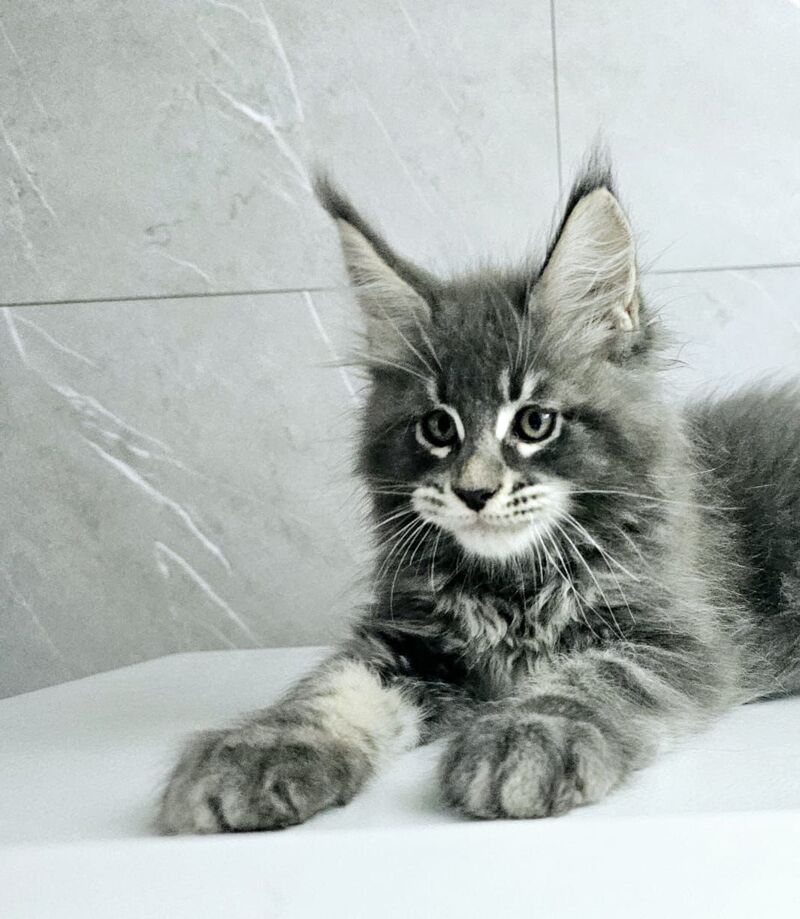 Kasper Maine Coon male, blue tabby