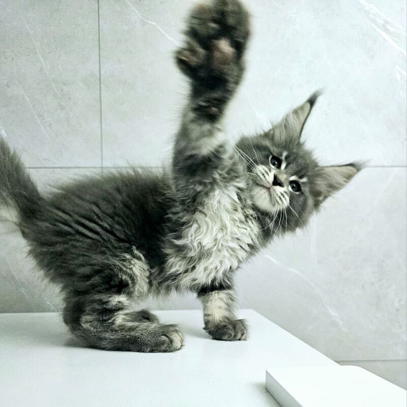 Kasper Maine Coon male, blue tabby