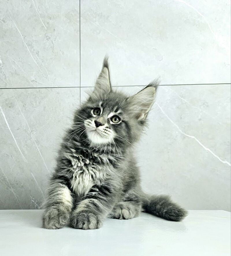 Kasper Maine Coon male, blue tabby
