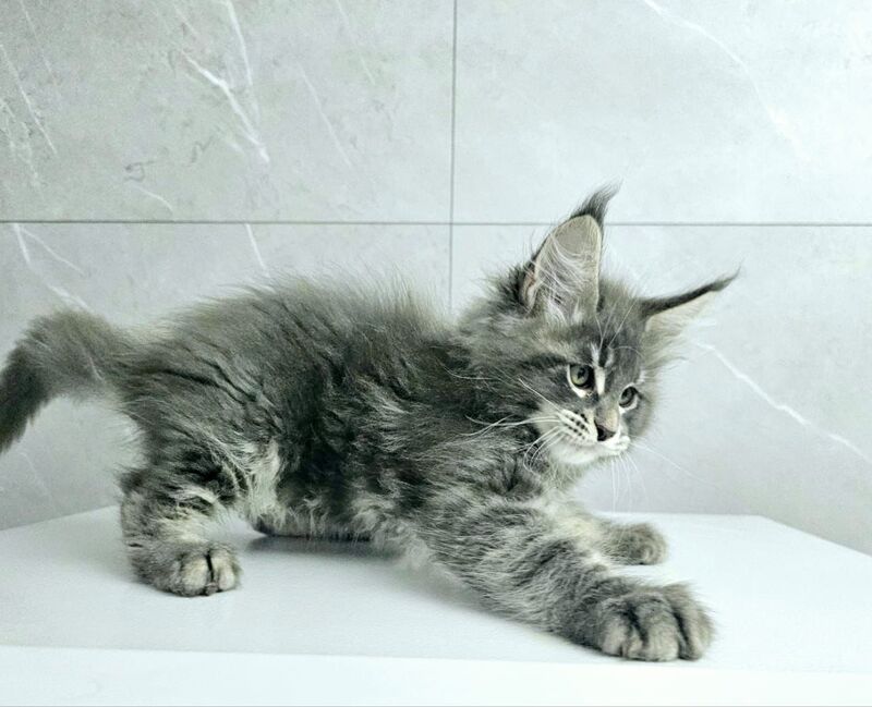 Kasper Maine Coon male, blue tabby