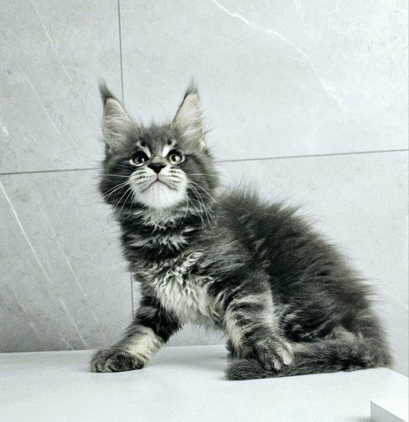 Kasper Maine Coon male, blue tabby