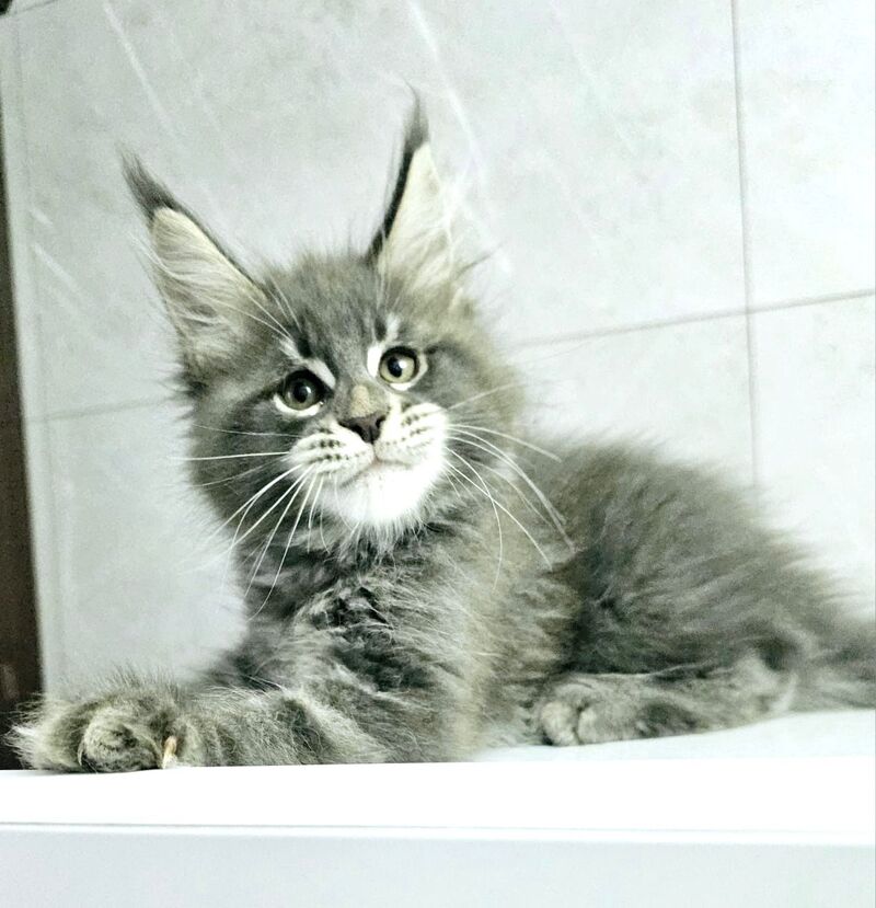 Kasper Maine Coon male, blue tabby
