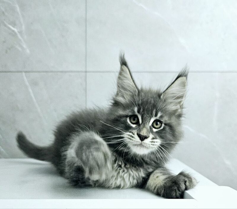 Kasper Maine Coon male, blue tabby