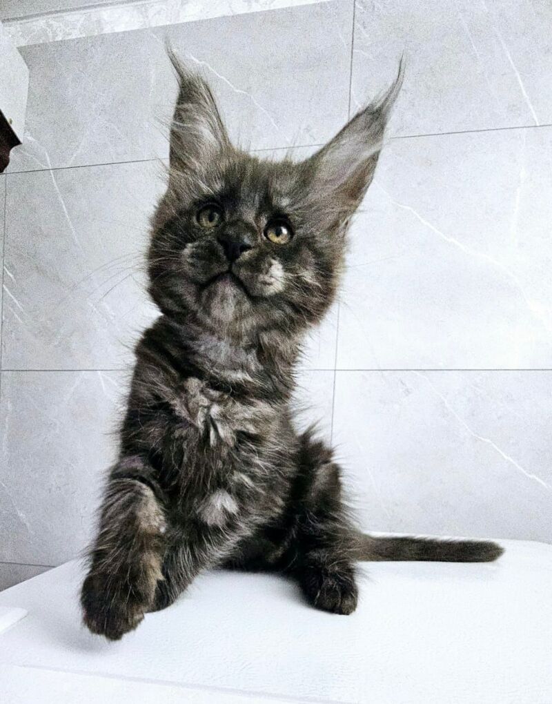 Kuka Maine Coon female, black silver