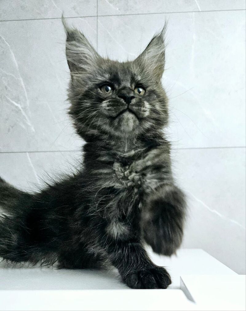 Kuka Maine Coon female, black silver