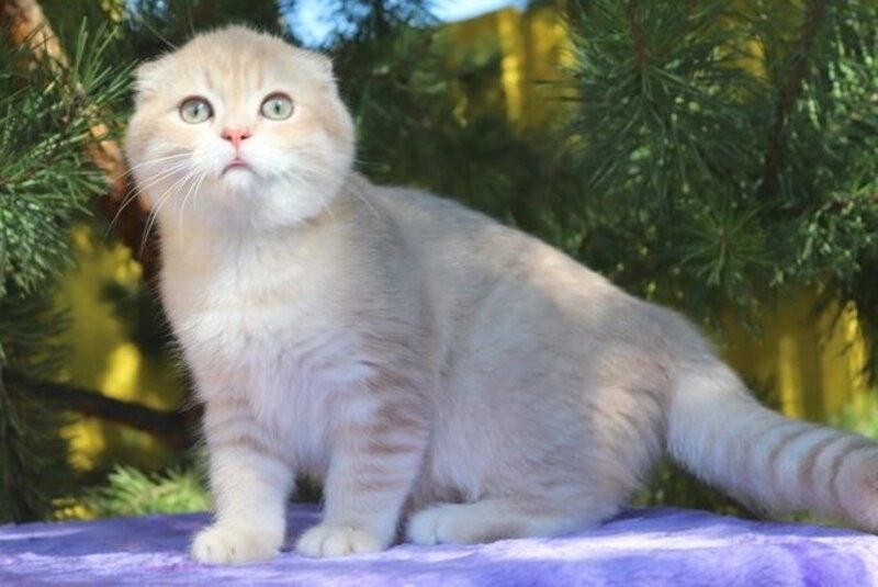 Makar Scottish Fold male, lilac golden shaded