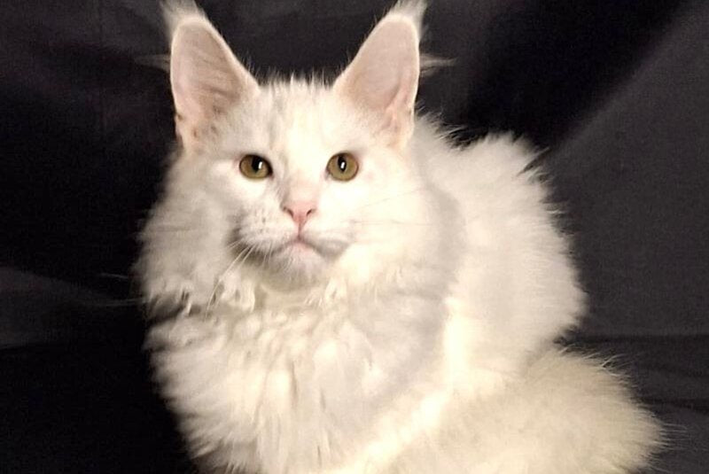 Zvezda Maine Coon female, white