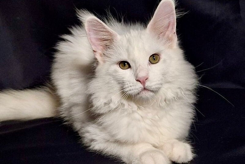 Zvezda Maine Coon female, white