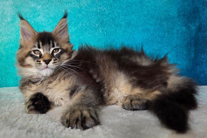 Figaro Maine Coon male, black ticked tabby