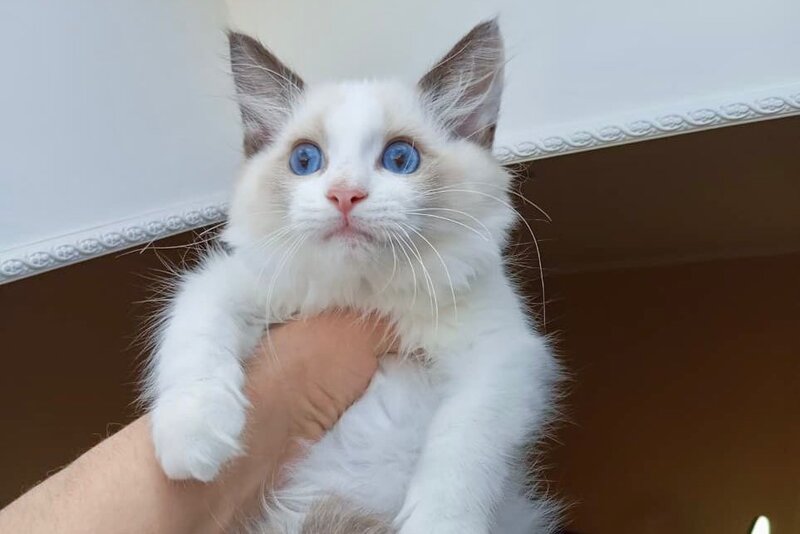 Mikelangelo Ragdoll male, black bicolour