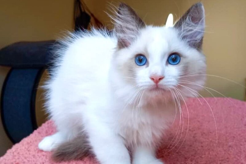 Mikelangelo Ragdoll male, black bicolour