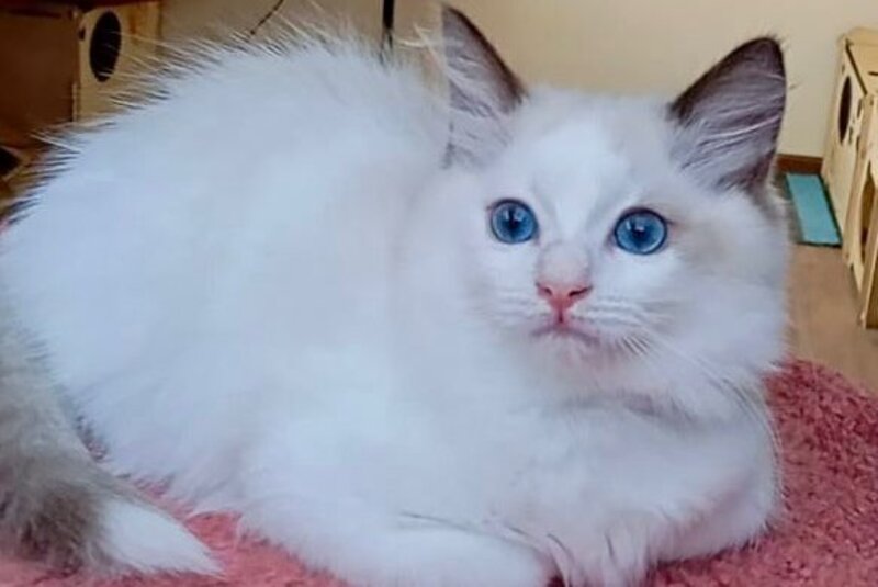 Maximilian Ragdoll male, black bicolour