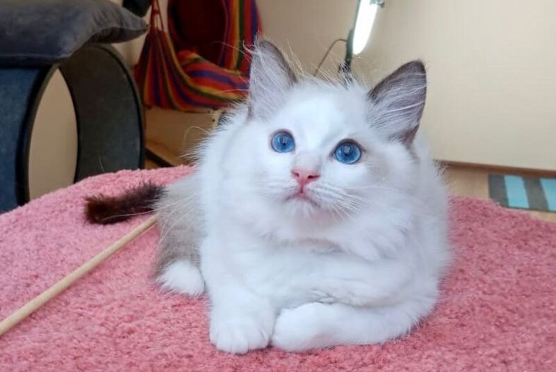 Maximilian Ragdoll male, black bicolour