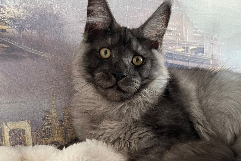 X-trail Maine Coon male, black silver