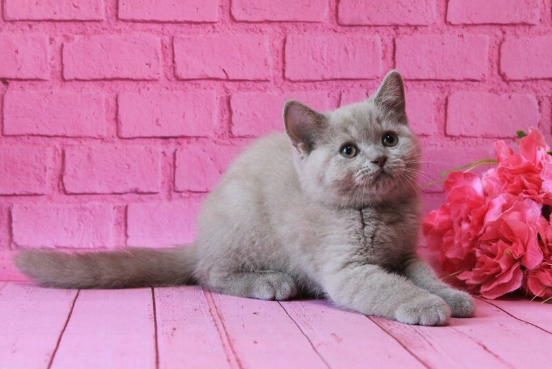Daymond British Shorthair male, fawn