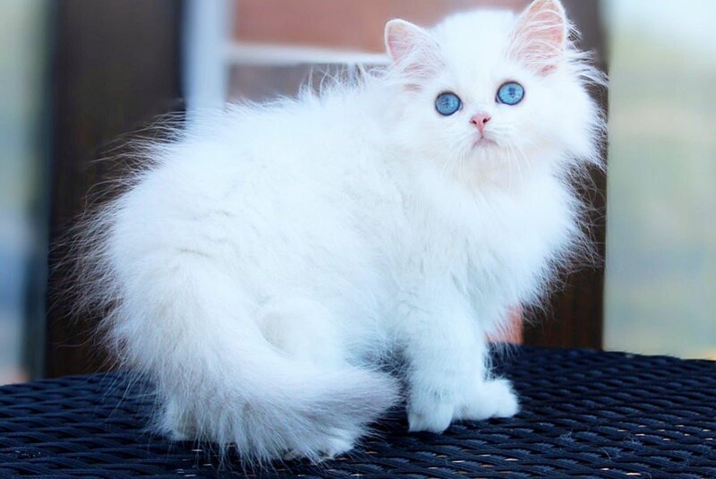 Martin British Longhair male, black silver chinchilla pointed