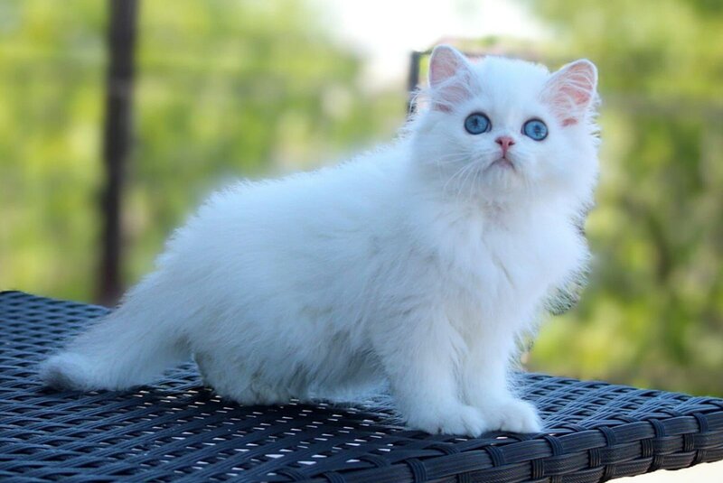 Martin British Longhair male, black silver chinchilla pointed