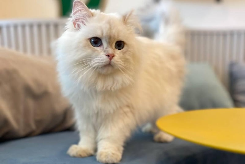 Alex British Longhair male, blue golden pointed