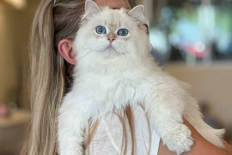 Alex British Longhair male, blue golden pointed