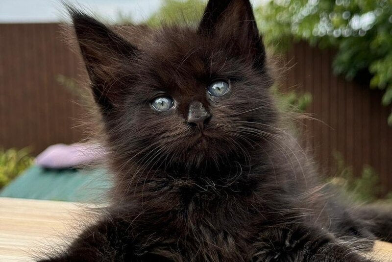 Armani Maine Coon male, black