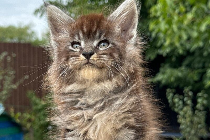 Fendi Maine Coon male, black silver tabby