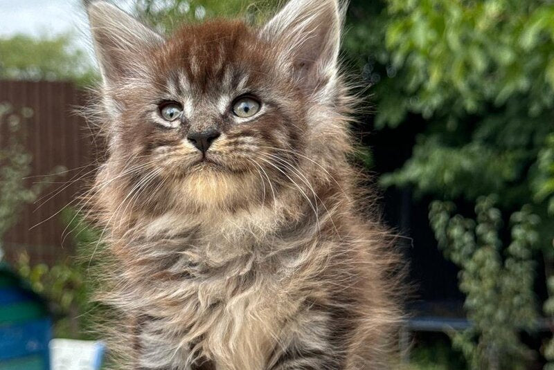 Fendi Maine Coon male, black silver tabby