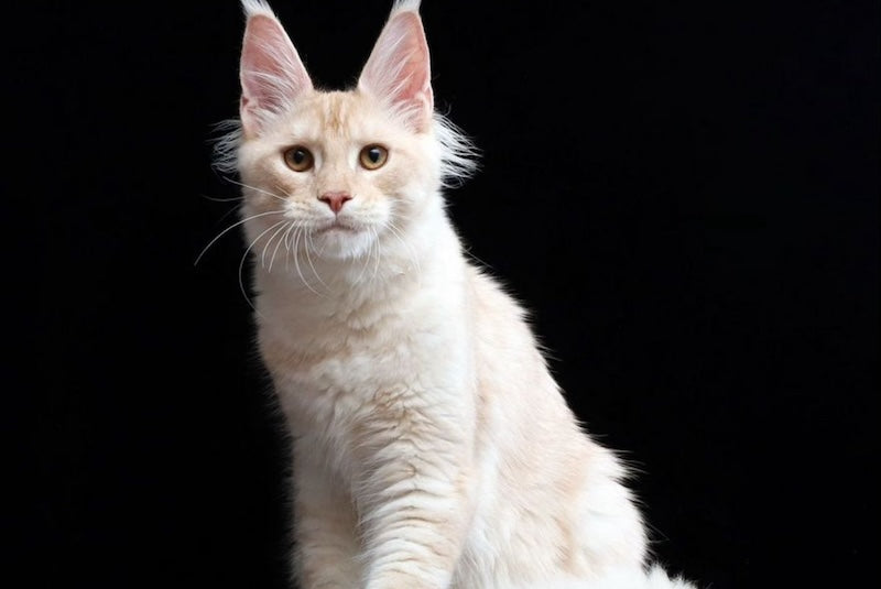 Chuk Maine Coon male, red smoke
