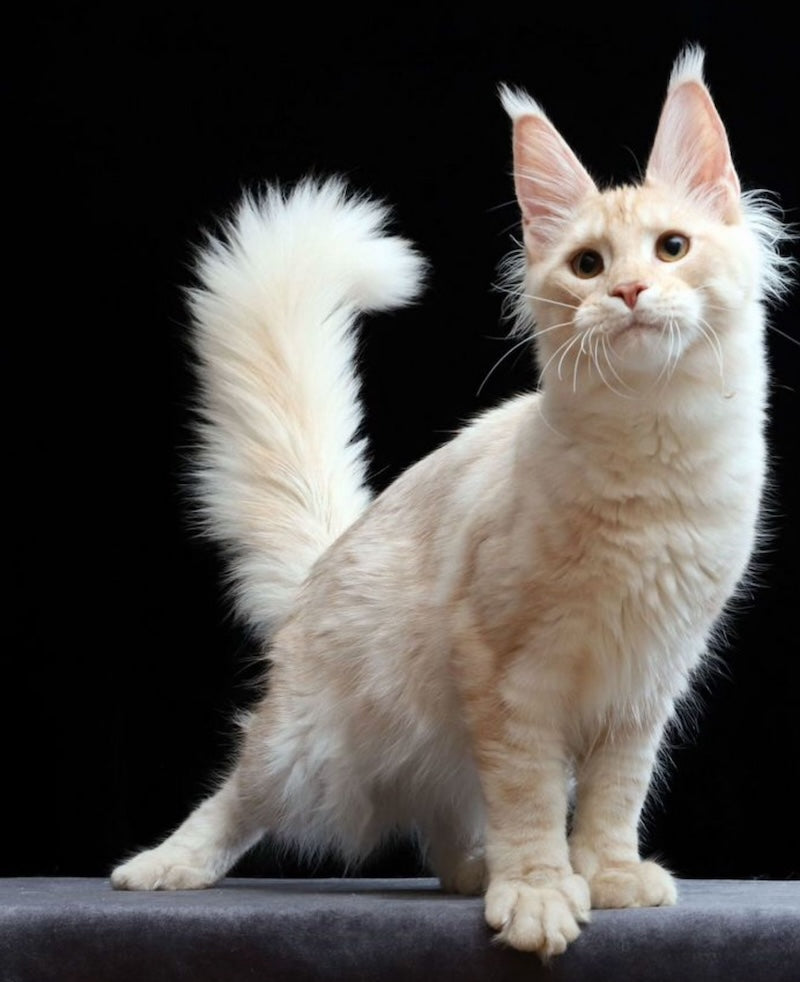 Chuk Maine Coon male, red smoke