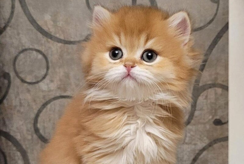 Coca-Cola British Longhair female, chocolate golden shaded