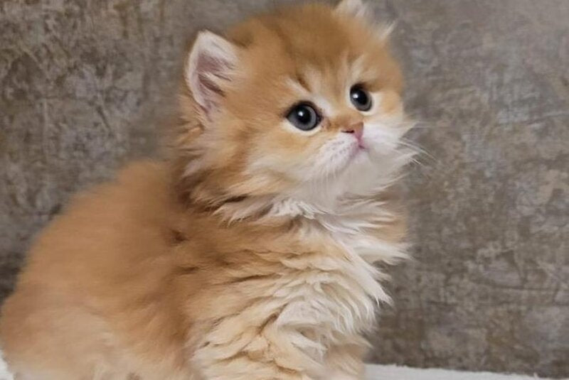 Coca-Cola British Longhair female, chocolate golden shaded