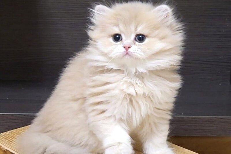 Caramel British Longhair female, lilac golden shaded