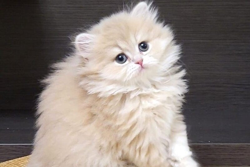 Caramel British Longhair female, lilac golden shaded