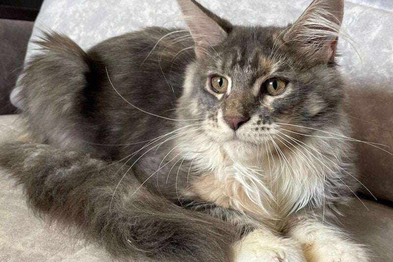 Elka Maine Coon female, blue tortie silver with white tabby