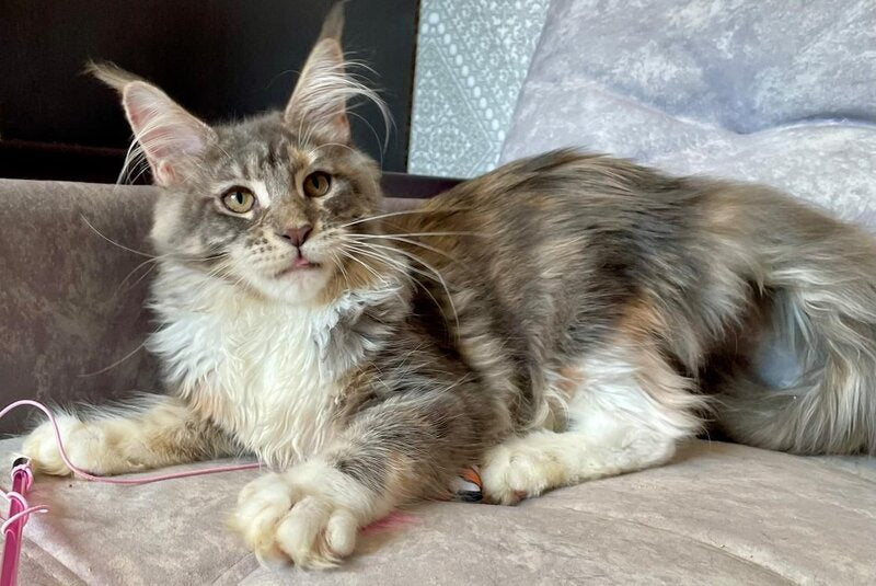 Elka Maine Coon female, blue tortie silver with white tabby