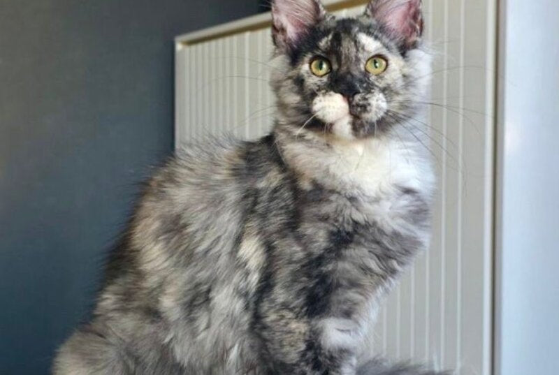 Xanna Maine Coon female, black tortie silver