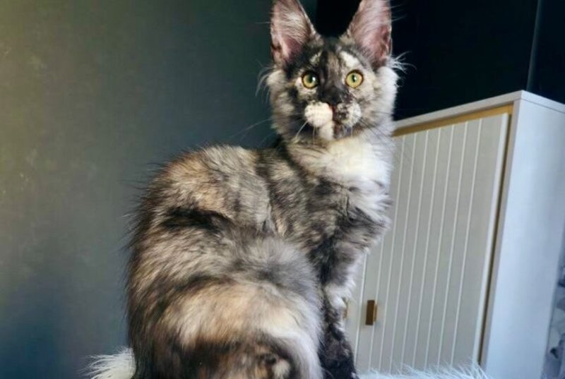 Xanna Maine Coon female, black tortie silver