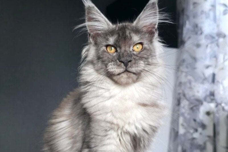 Walkiria Maine Coon female, black silver
