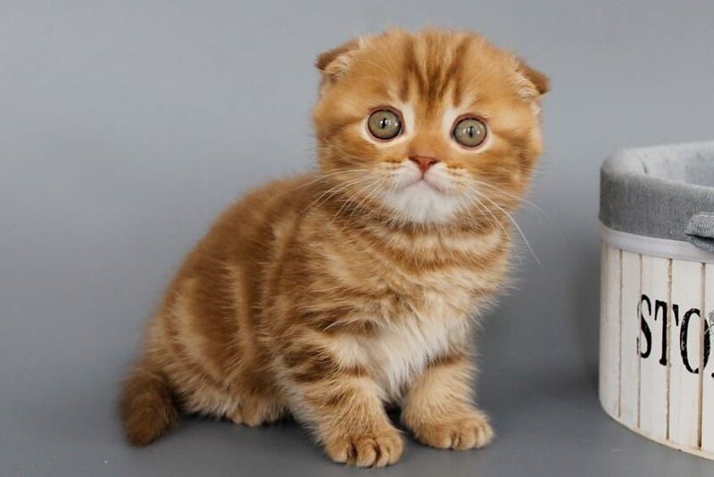 Persey Scottish Fold male, cinnamon tabby