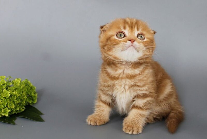 Persey Scottish Fold male, cinnamon tabby