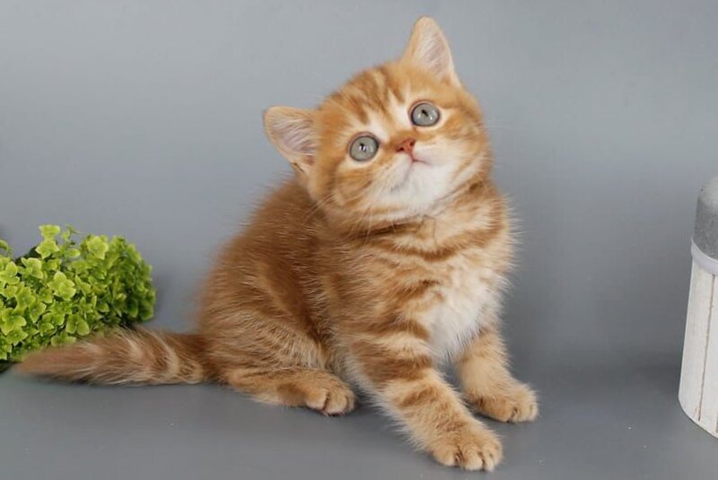 Philippa Scottish Straight female, cinnamon tabby