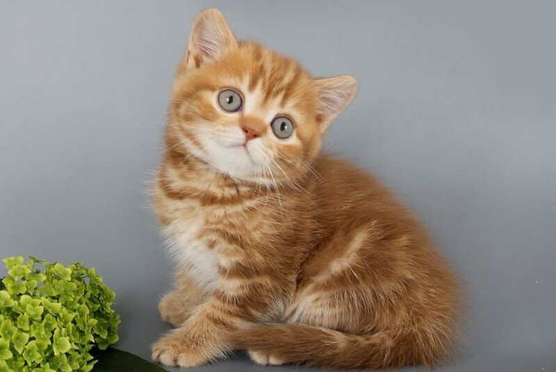 Philippa Scottish Straight female, cinnamon tabby