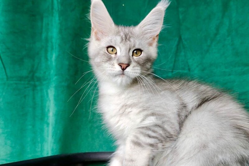 Evans Maine Coon male, black silver tabby
