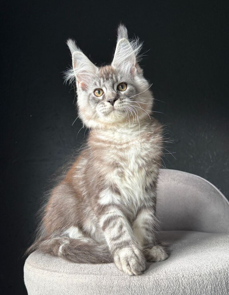 Sketch Maine Coon male, black silver tabby