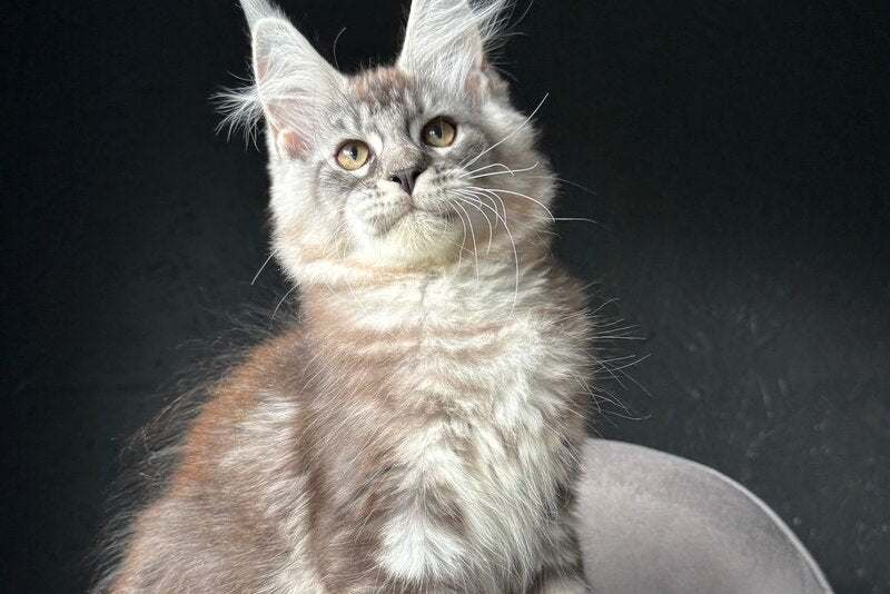 Sketch Maine Coon male, black silver tabby