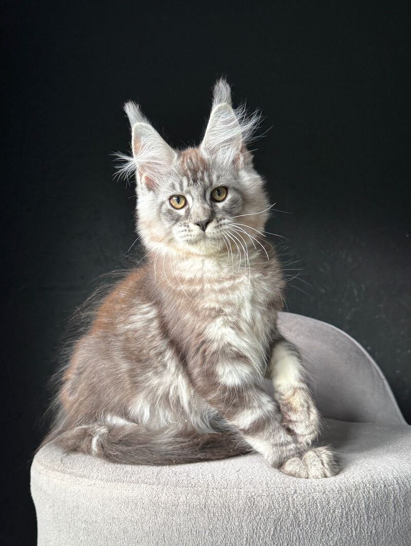 Sketch Maine Coon male, black silver tabby